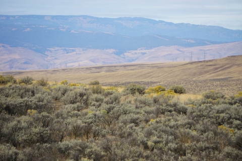 Washington Shrub-Steppe Restoration And Resiliency Initiative: Defining ...